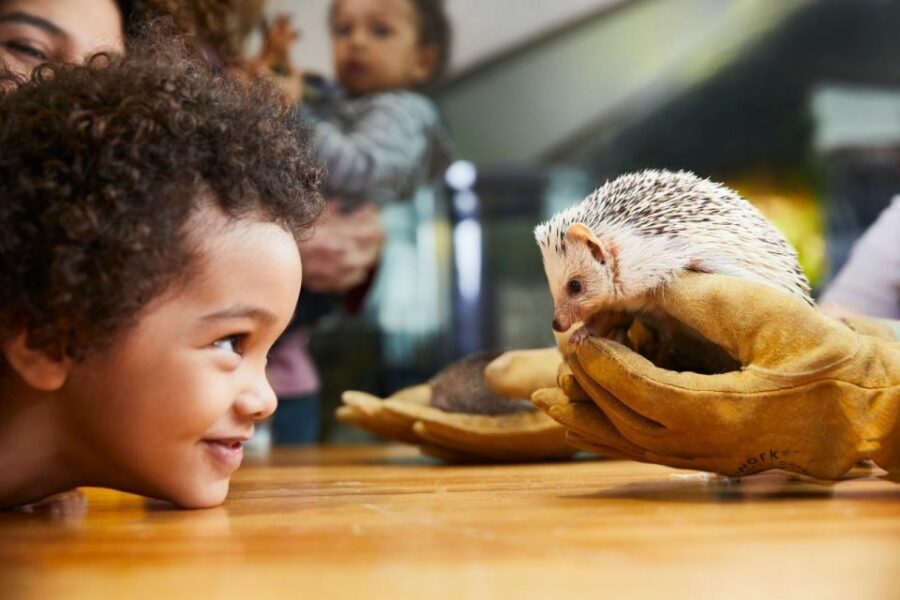 Boston CityPASS®: Save up to 46% at 4 Top Attractions - Museum of Science: how to turn general admission into a full block