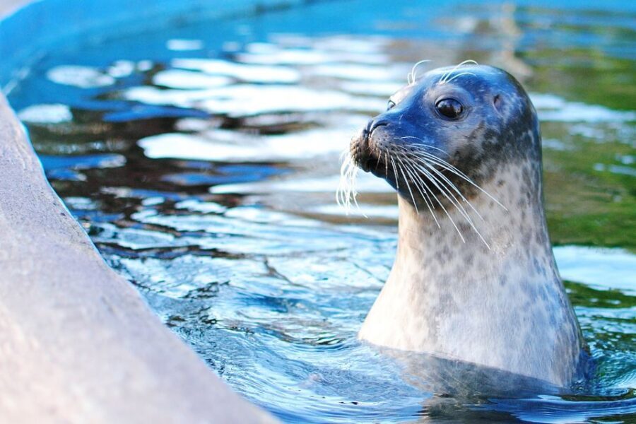 Boston: Explorer Pass Save up to 50% on 30+ Top Attractions - Skip-the-line Museum of Science: worth planning around