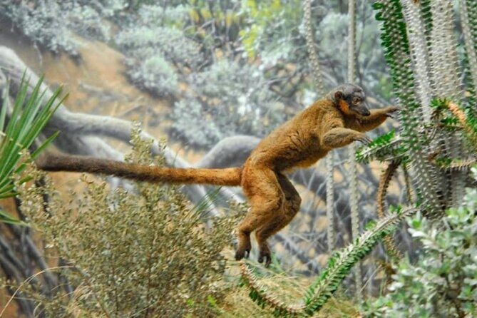 Bronx Zoo Admission Ticket - Key points before you go