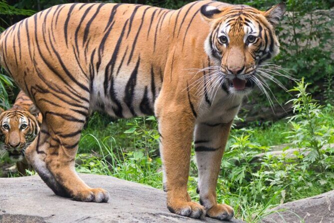 Bronx Zoo Admission Ticket - What you’re really buying with Bronx Zoo admission