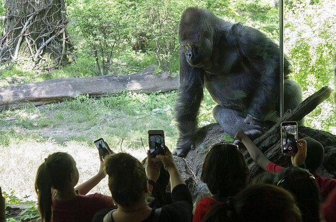Bronx Zoo Admission Ticket - Congo Gorilla Forest and JungleWorld: start with the headline habitats