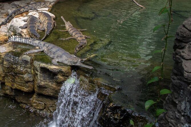 Bronx Zoo Admission Ticket - A practical “see a lot” route idea (without overplanning)