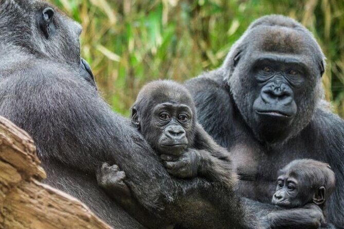 Bronx Zoo Admission Ticket - A smooth start: entrance, strollers, and getting your bearings fast