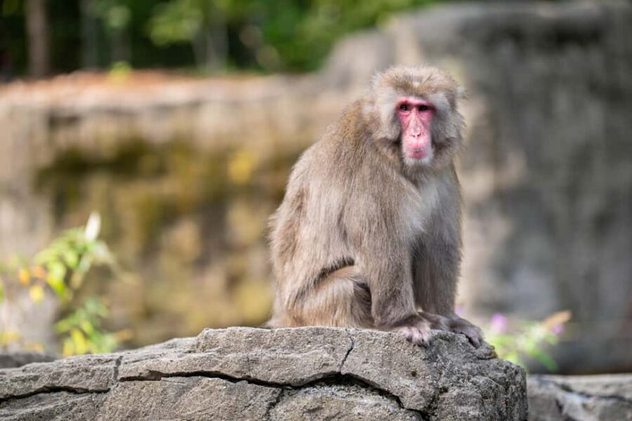 Central Park Zoo Entry Ticket - Key highlights you will care about