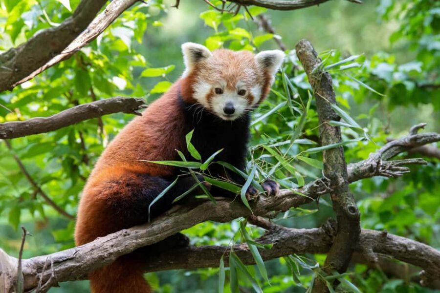 Central Park Zoo Entry Ticket - Tropic Zone: the two-story rainforest with bats, boas, and bright birds