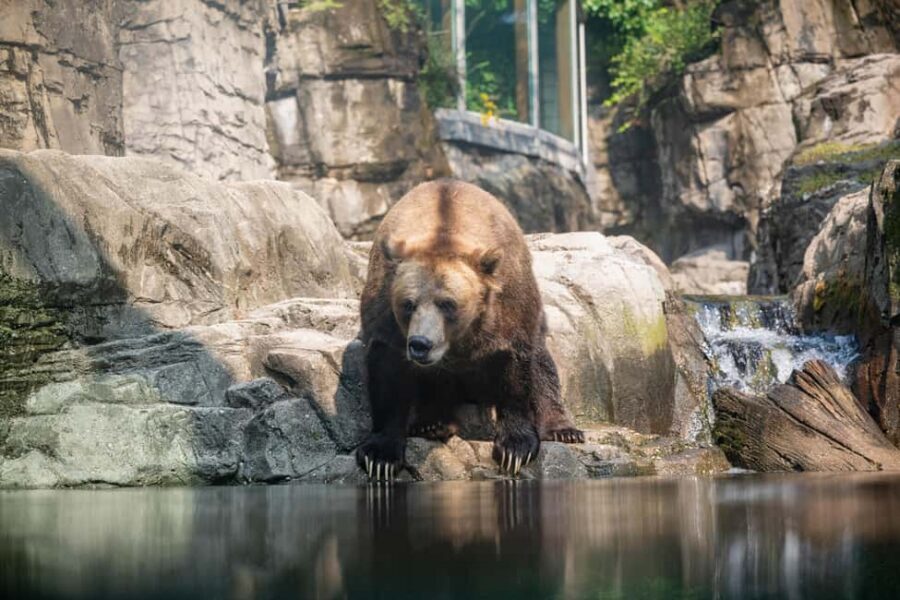Central Park Zoo Entry Ticket - What makes the route work: Tropic Zone, Temperate Territory, Polar Circle
