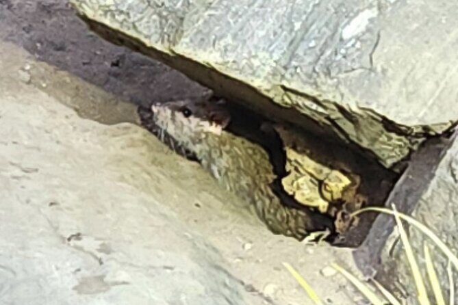 Garbage and Rats in New York City Walking Tour - Quick hits before you book