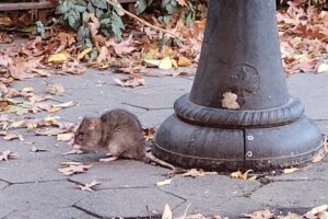 Garbage and Rats in New York City Walking Tour - Stop 1: Wall Street, Nieuw Amsterdam trash, and the dark market beneath