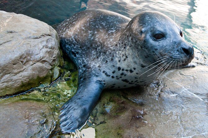 New England Aquarium Admission Ticket in Boston - Marine Mammal Center and daily animal interactions