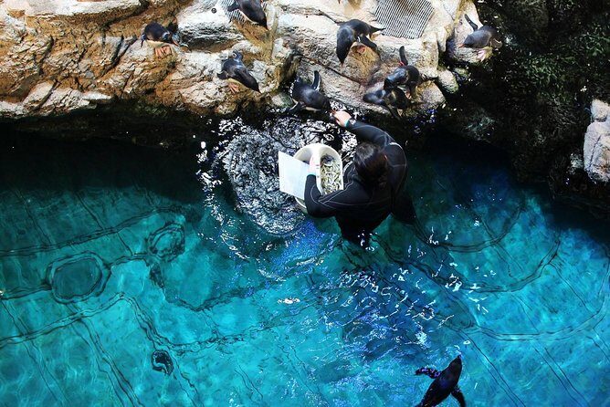 New England Aquarium Admission Ticket in Boston - Sea turtles up close: Myrtle and feeding moments