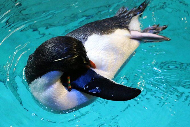 New England Aquarium Admission Ticket in Boston - Touch Tank time: stingrays and passing sharks