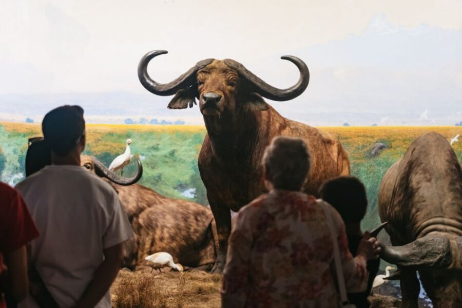 New York City: American Museum of Natural History Ticket - Should you book the American Museum of Natural History ticket?