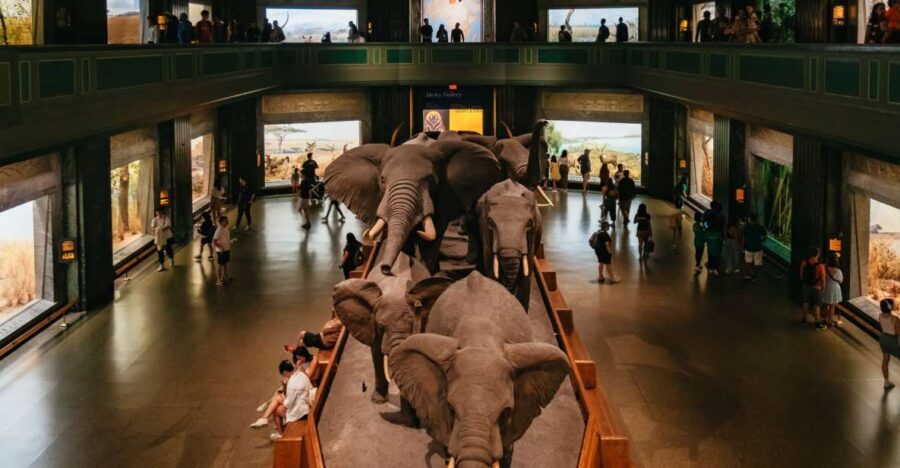 New York City: American Museum of Natural History Ticket - Dinosaurs, diamonds, and the iconic movie moments