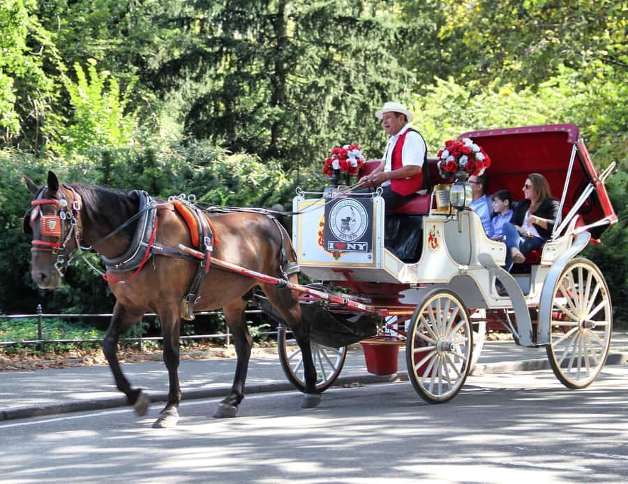 New York City: Central Park Horse Carriage 25-min Ride - Key Things I’d Watch for on This Ride