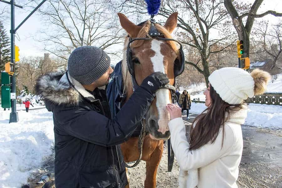 New York City: Central Park Horse Carriage 25-min Ride - Price and Value: Is $75 for a Group Up to 4 Fair?