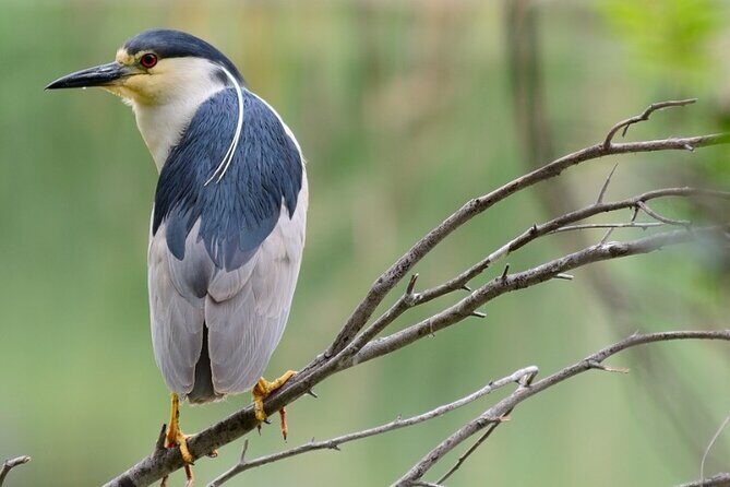 New York Urban Wildlife Sunset Boat Tour - The naturalist guide: Gabriel Willow or Russell Jacobs
