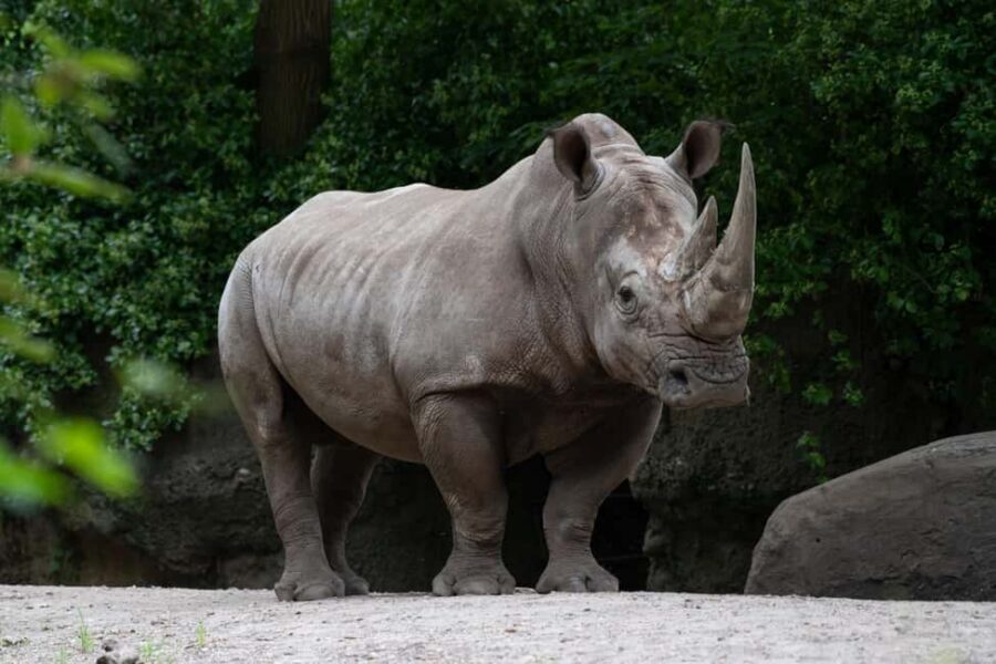 NYC: Bronx Zoo Entry Ticket - Key highlights worth building your day around
