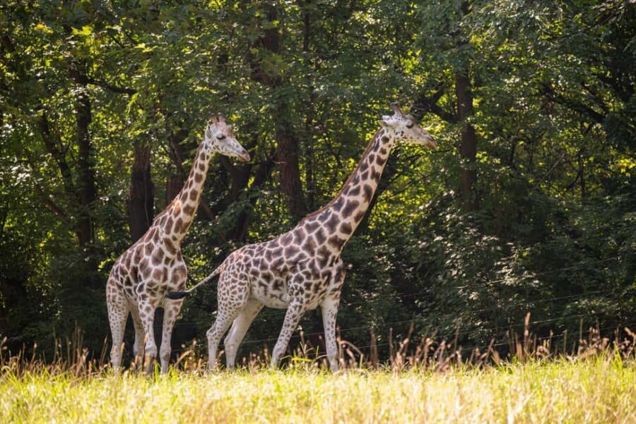 NYC: Bronx Zoo Entry Ticket - Choose your gate: Asia Gate, Bronx River Gate, or Southern Boulevard Gate