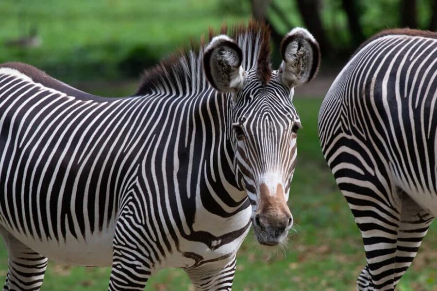NYC: Bronx Zoo Entry Ticket - Congo Gorilla Forest for primates with a real conservation angle