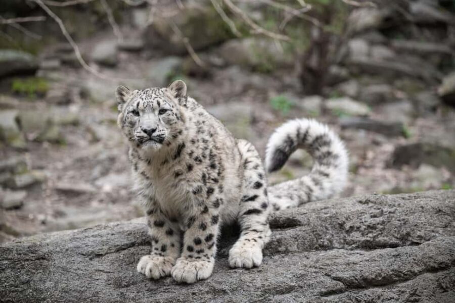 NYC: Bronx Zoo Entry Ticket - Tiger Mountain and the predator loop that makes the day feel big
