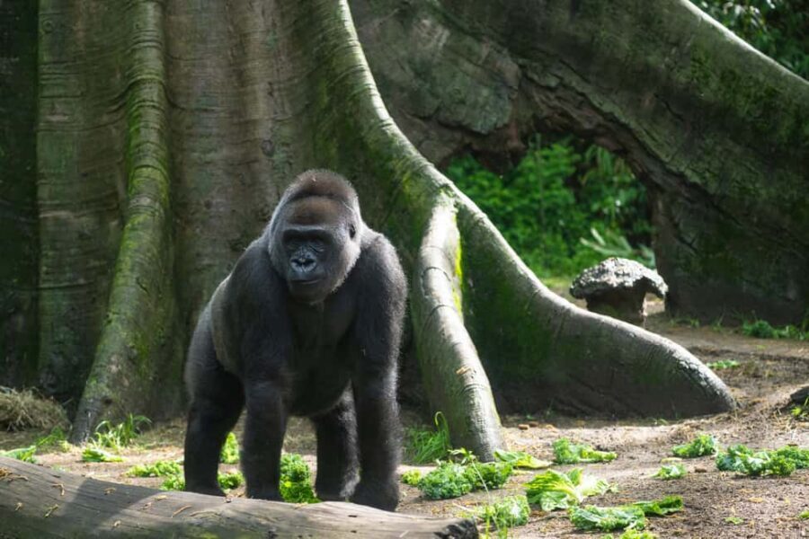 NYC: Bronx Zoo Entry Ticket - World of Darkness: the nocturnal stop that makes your day feel different