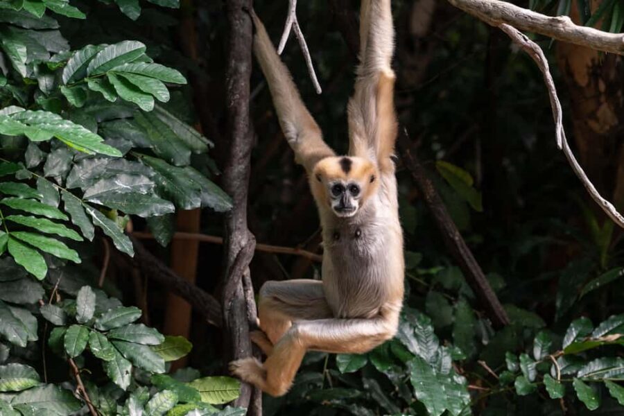 NYC: Bronx Zoo Entry Ticket - World of Birds and Aquatic Bird House for colorful variety without the travel burden