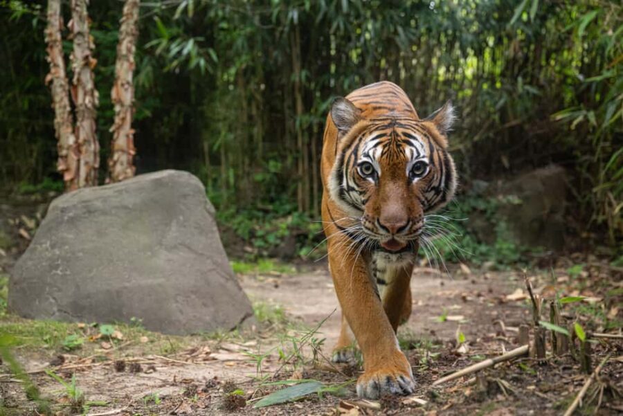 NYC: Bronx Zoo Entry Ticket - Ticket value: what’s included in the $37 day