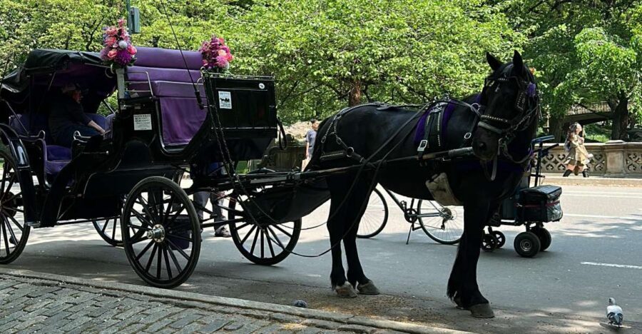 NYC Empire State Horse Carriage Ride in Central Park(45mins) - Who should book this carriage ride?