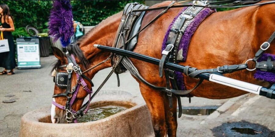 NYC: Private Christmas Lights Horse Carriage Ride - What the 50-Minute Carriage Ride Feels Like in December