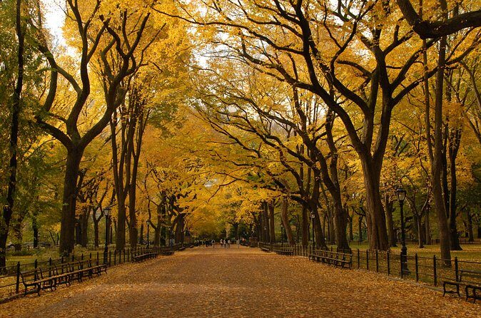 Official Central Park Walking Tour - American elms and the Mall: a corridor of light and rhythm