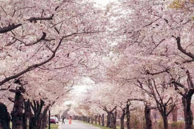 Washington D.C. Cherry Blossom,Baltimore 3-Day Tour from Boston - Washington, D.C. starts with the Lincoln Memorial, then hands you the cherry blossom moment