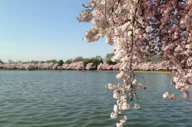 Washington D.C. Cherry Blossom,Baltimore 3-Day Tour from Boston - District Wharf lunch window: waterfront strolling with a budget reality check