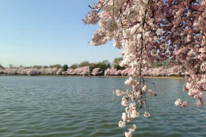 Washington D.C. Cherry Blossom,Baltimore 3-Day Tour from Boston - East Potomac Park swap option: Shofuso Japanese Cultural Center for a 2-hour break