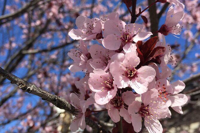 Washington D.C. Cherry Blossom,Baltimore 3-Day Tour from Boston - Philadelphia’s Independence National Historical Park: 30 minutes that set the stage
